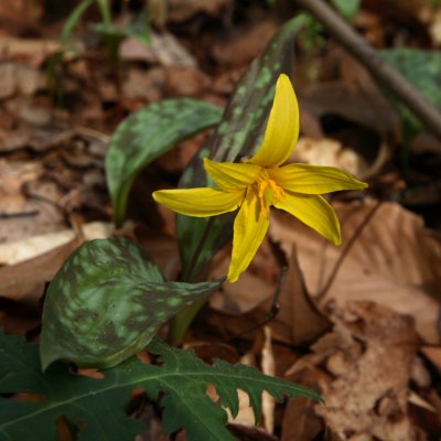 Trout Lilie Wildflower