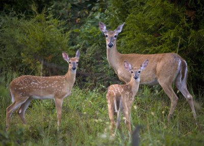 Whitetail Doe and Two Fawns