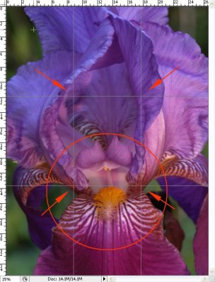 Existing Light for Drama -- Purple Iris
