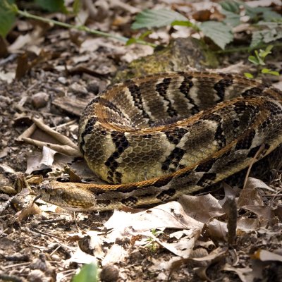 Timber Rattler Portrait