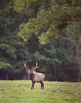 Big Bull September Morning