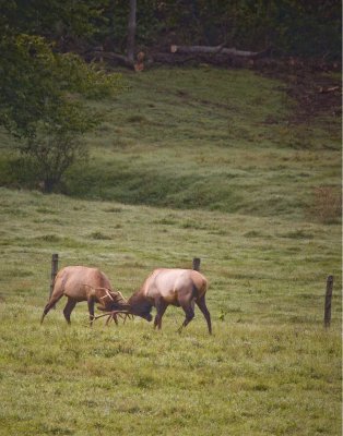 Morning Fighters of Boxley Valley #2