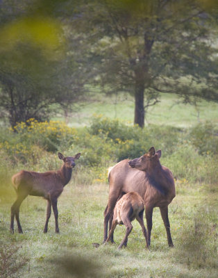 Nursing Cow Elk and Two Calves