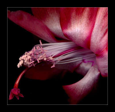 Christmas Cactus Revisited