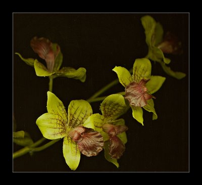 Orchids