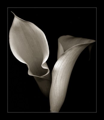 Callas II