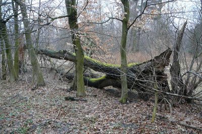 Stara Krępa