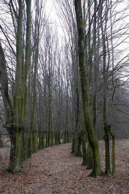 Stara Krępa