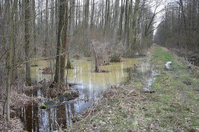 rez. Ciosny