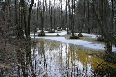 rez. Ciosny
