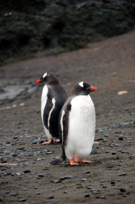Pair of Gentoo Penguins