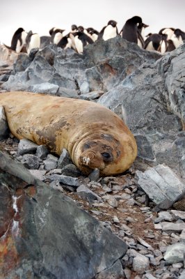 Elephant Seal