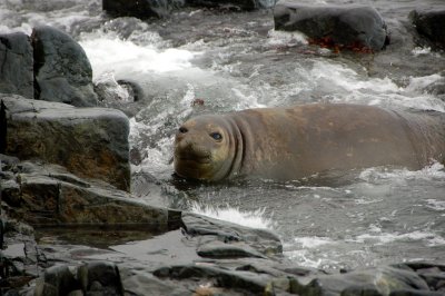 Elephant Seal