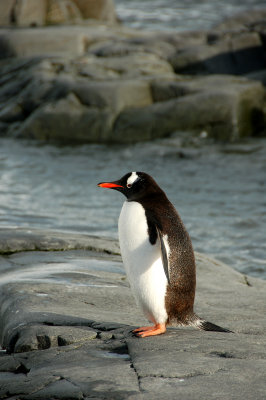 Gentoo sunning