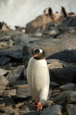 Gentoo walking