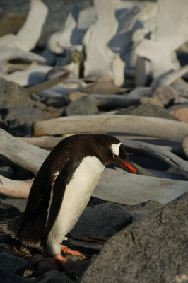 Gentoo
