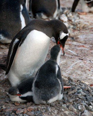 Gentoo feeding