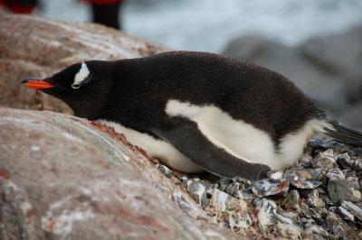 Gentoo nap