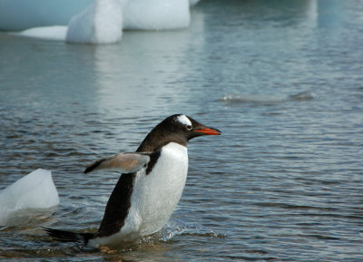 Gentoo swim