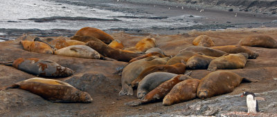 Elephant Seals