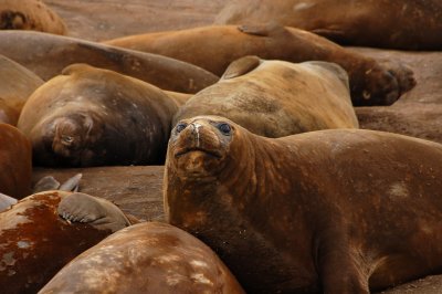 Elephant Seal