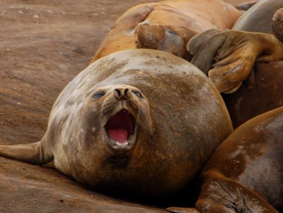 Elephant Seal yawn