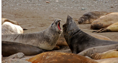 Elephant Seals