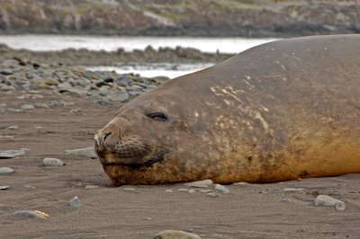happy Elephant Seal