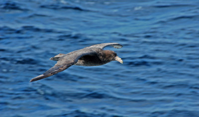 Albatros