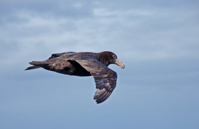Albatros