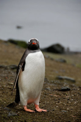 Gentoo