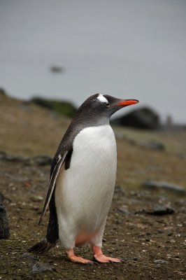 Antarctic Animals
