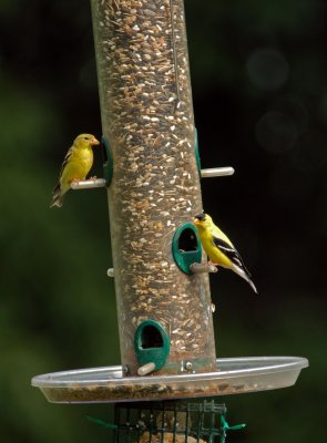 American Goldfinchs