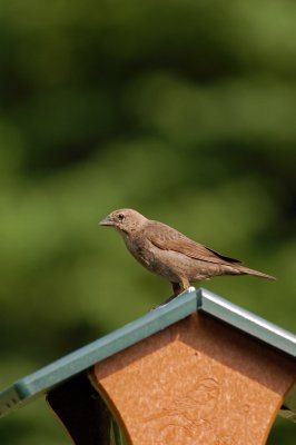 House Finch (female)