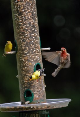 House Finch Attack!