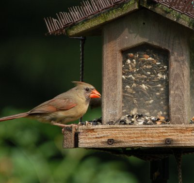 Northern Cardinal (female)