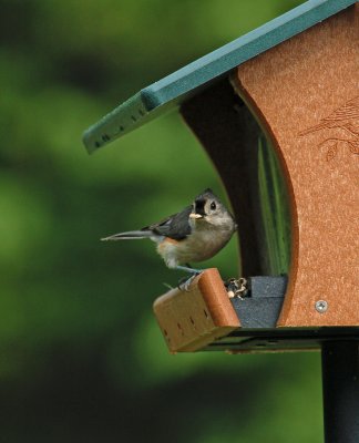 Tufted Titmouse