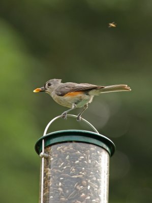 Tufted Titmouse