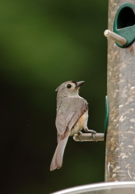 Tufted Titmouse