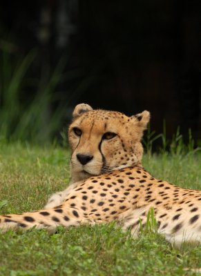 Cheetah Posing