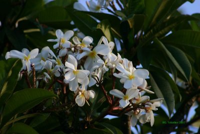 IMG_0474.jpg