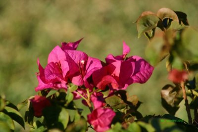 IMG_0489.jpg