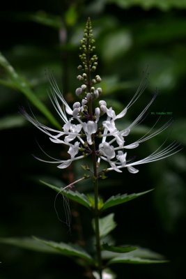 IMG_0758.jpg