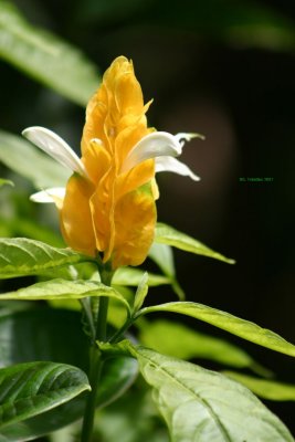 IMG_0760.jpg