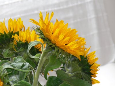 SunflowersWhiteBkgd.JPG