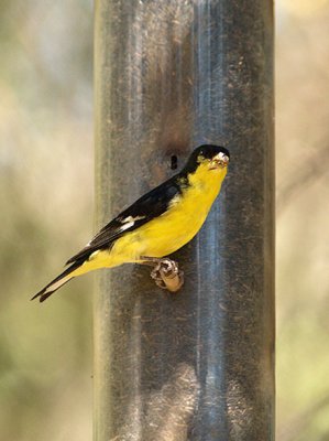 Lesser Goldfinch.jpg