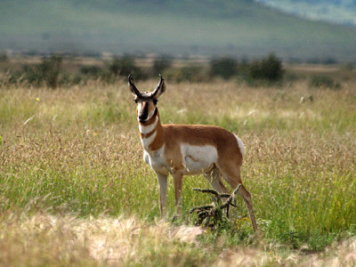 Prong Horned Antelope.jpg