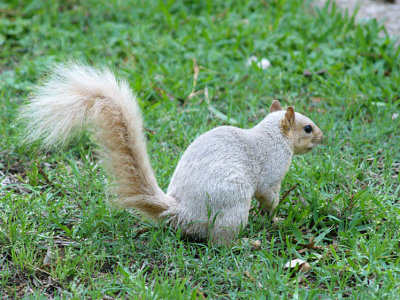 Albino Squirrel.jpg