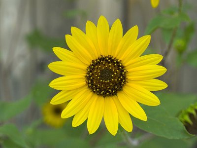 Texas Sunflower.jpg
