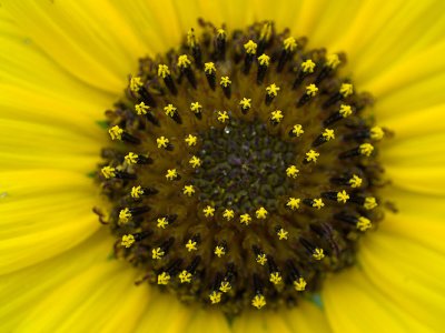 Texas Sunflower Close-up.jpg